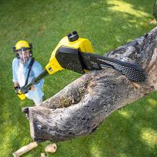 Best Grass Overseeding  in Timber Pines, FL